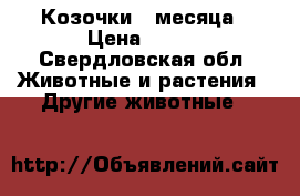 Козочки 3 месяца › Цена ­ 500 - Свердловская обл. Животные и растения » Другие животные   